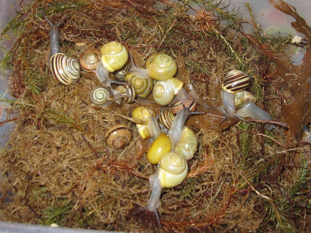Taski_Guru's tweet photo. Cepaea nemoralis  

colorful snail babies 
#photo #pet #snails #Cepaea https://t.co/sR0bXtc1MX
