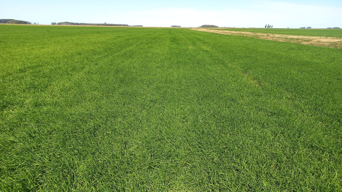 Germinar tweet media