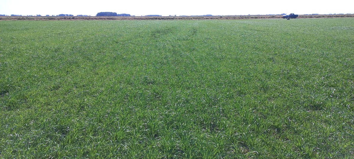 Germinar tweet media