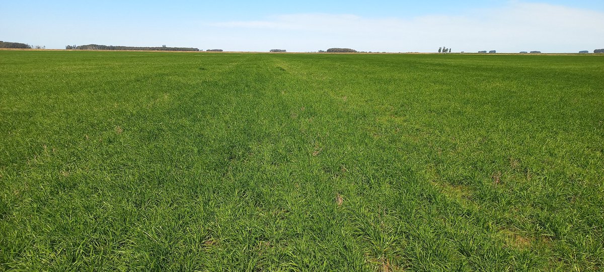 Germinar tweet media