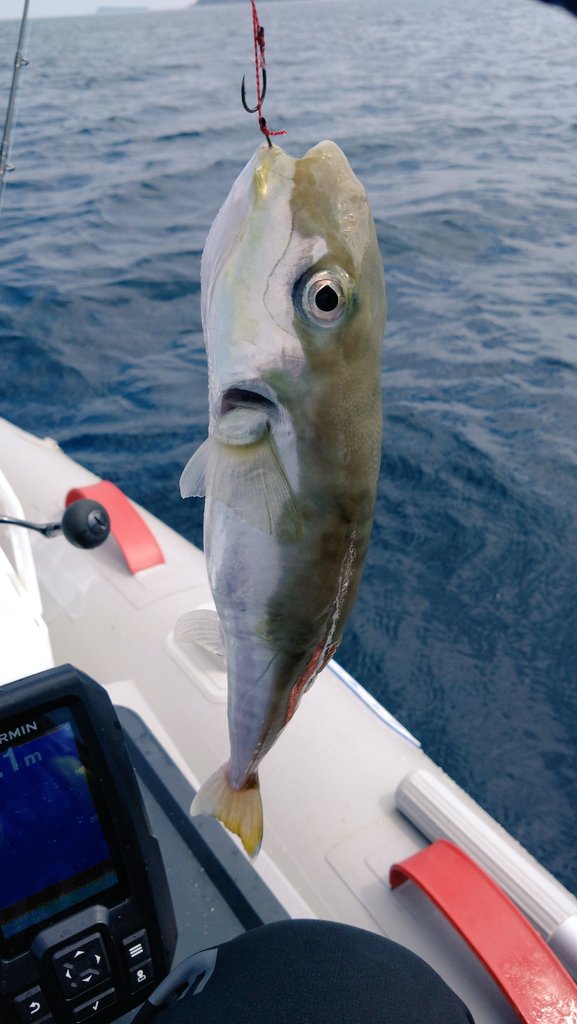 久々の日本海釣行。
暑すぎ、釣れるのはフグばっかり。
暑い中でのゴムボートの準備や後片付けはツラいけど、釣れんからツラさも倍増。