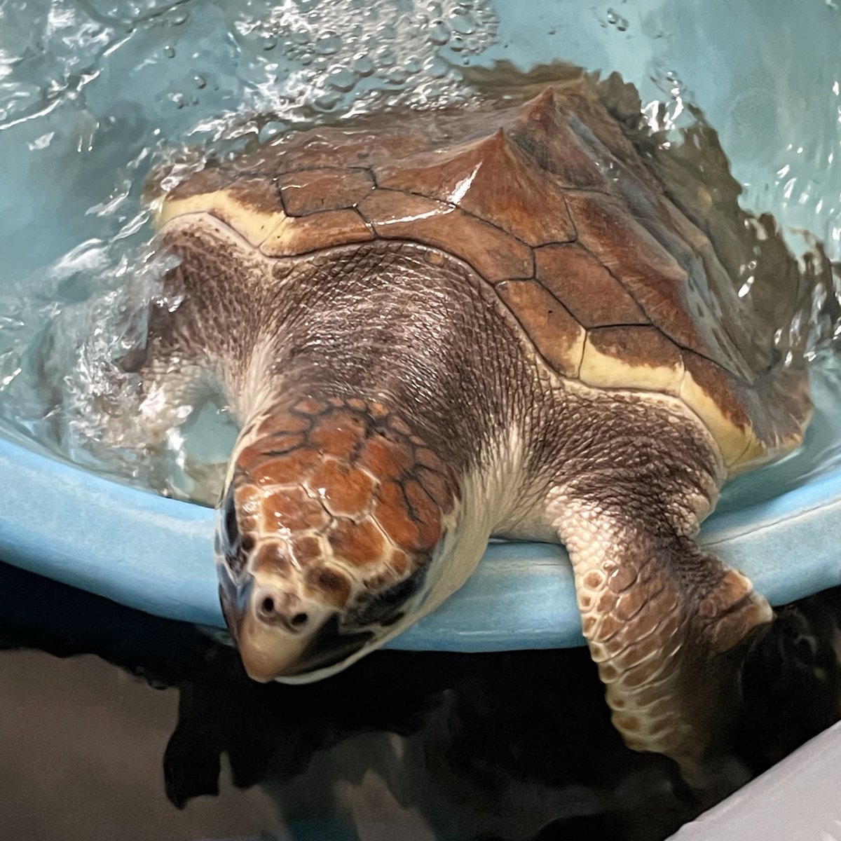 夏休み最後の遠出として
紀宝町ウミガメ公園に
行ってきました 𓆉✩︎⡱

ウミガメサポーターの
登録も更新出来たし
貯めてたおこずかいも
募金出来たし
新しいウミガメの
ぬいぐるみも
GET出来たしで
次女さんご満悦(´◡`)

アオウミガメの赤ちゃん
めっちゃ可愛かった〜！