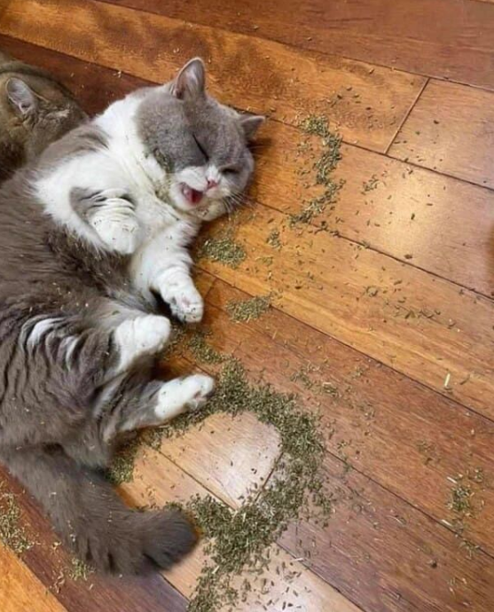 cuteanimals86's tweet photo. you look away from the bag of catnip for ONE second...
#CatsofTwittter #funny #funnyanimal https://t.co/qc43ec0pmh