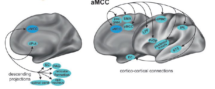 Great talks on day 1 of #SEEG2023 workshop @ClevelandClinic Some key Cingulate lessons through pictures. Anatomy and connections. aMCC is the preferred term, not dorsal ACC. @imadmnajm @epilepsydoc @Sebasortizdelar @DavidMBEp