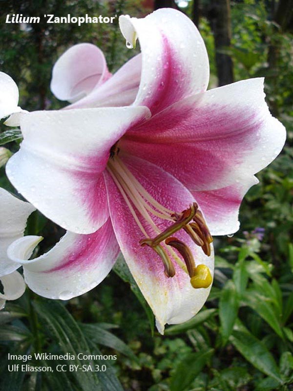BUCBotany's tweet photo. Lily is one of the most popular #names for girls born in the UK in recent years. Lily plant associated with ideas beauty and purity. But so many plants called #lily! Let’s look at some over the next few days. Liliaceae family are #monocots, but much more beautiful than #grasses! https://t.co/2v6hm9SR3Q