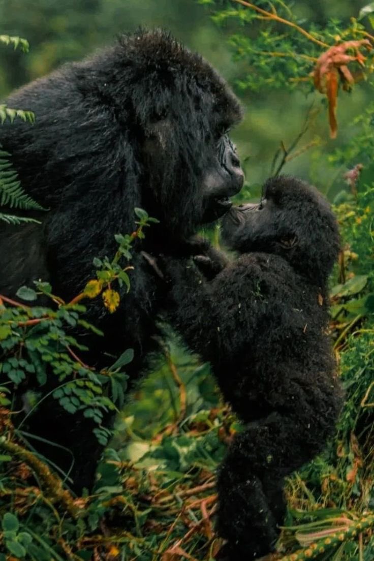 #GorillaTrekking in Uganda starts with winding trails through vibrant greenery, with every step filled with anticipation of getting closer to the majestic forest giants; the mountain gorillas

#ExploreUganda for such unique experiences, these are #UniquelyOurs

📸Courtesy