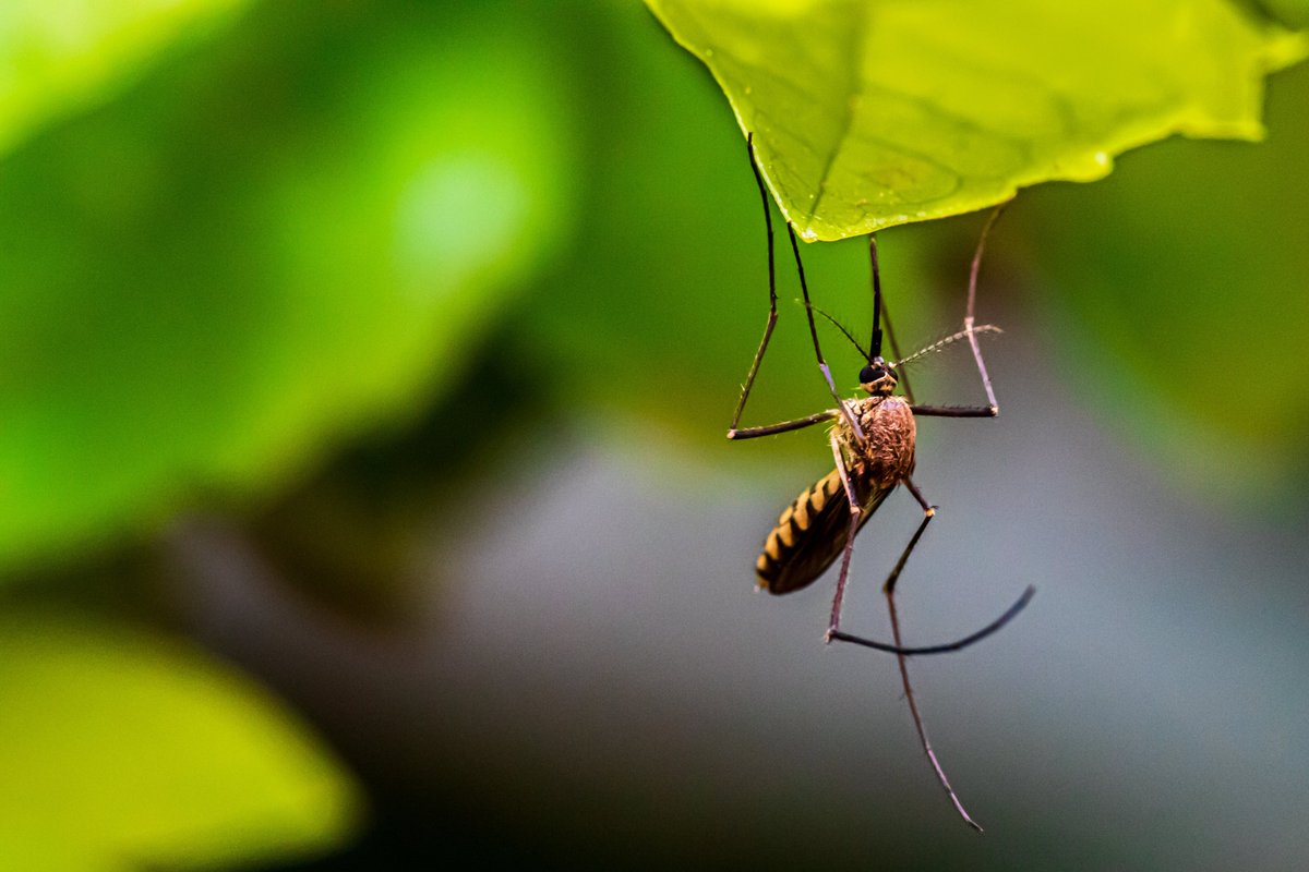 Rising temperatures and extreme rainfall caused malaria cases to rise in Africa, writes our expert @michaelghead. But if global warming continues, mosquito-borne diseases might spread into Europe. Read more (translation required) ⬇️⬇️ information.dk/udland/2023/08…