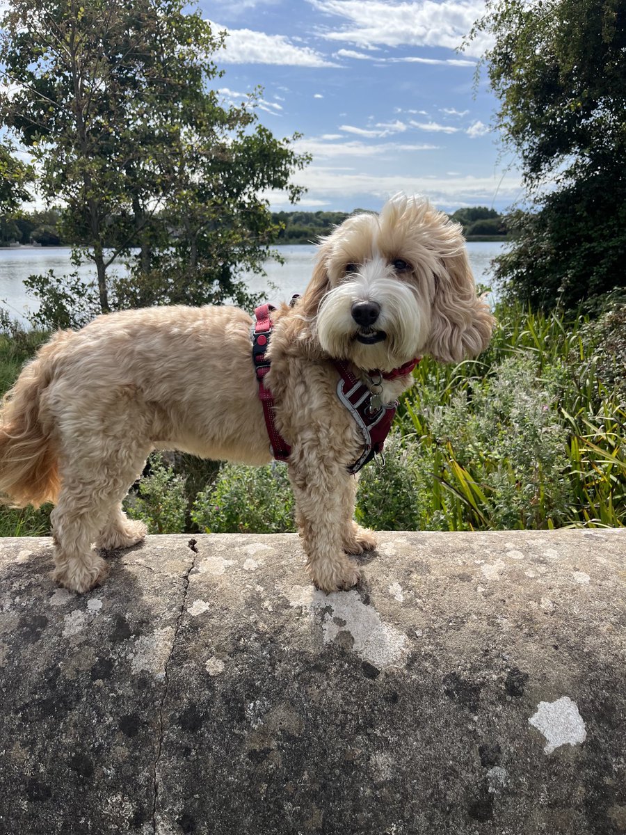 Here I am - it’s lovely at my lake today - hoping I’m not too late for my 🐿️ friends! Have a goodun pals!