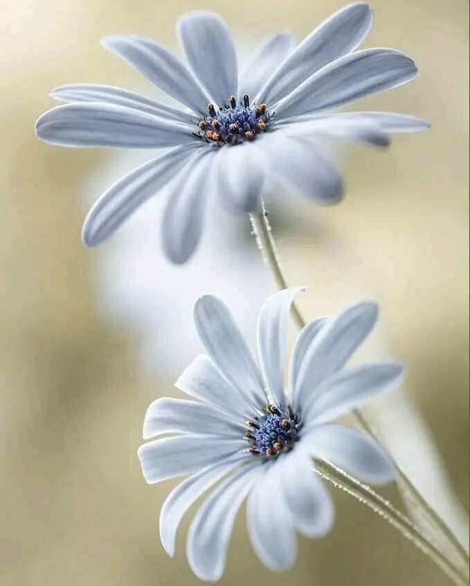 كن كما تشاء، وعش كما تريد، كن سعيد واستمتع بحياتك فالحياة مستمرة والاشياء المُبهجة موجودة والأشخاص الطيبون موجودون والشمس لازالت تشرق والحياة جميلة فقط كن سعيد وابتسم...