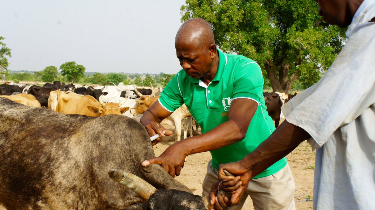 A Vet conducting a vaccination exercise in one of the communities we serve. 

Timely vaccinations are very crucial in maintaining animal health and reducing mortality rate.