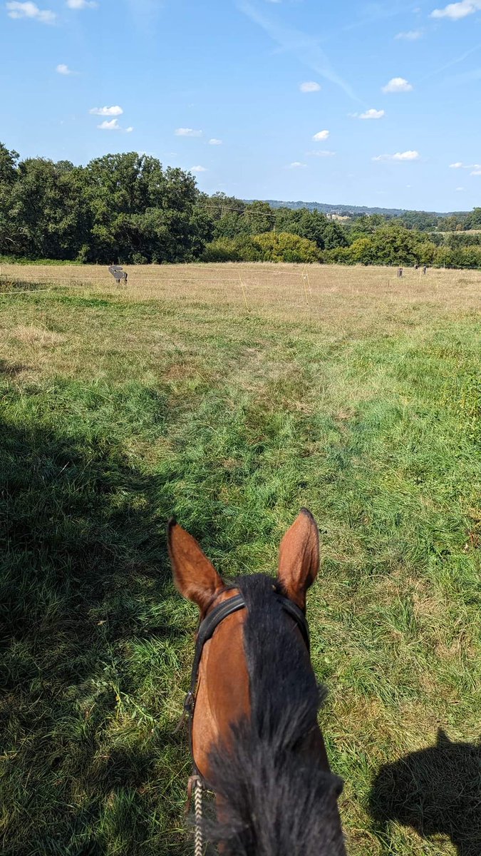 Today mum is at the 2023 Gauchoux Open in France, where she will compete in the iBHA European Grand Prix for the GB Team. I'm at home though.