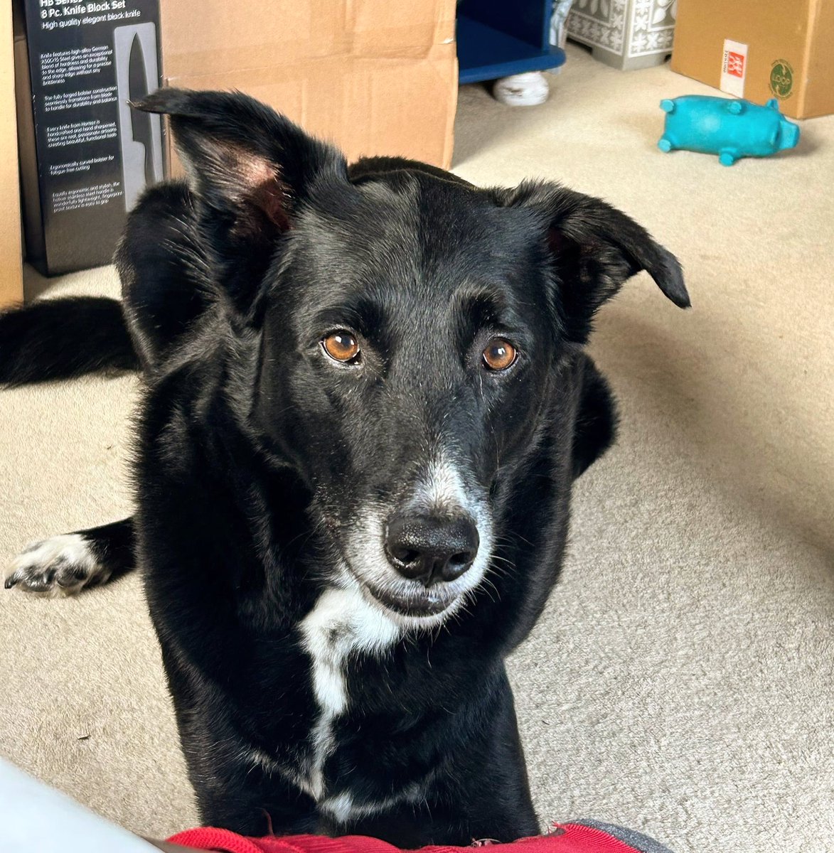 RealJMRobson's tweet photo. The most handsome boy in the world 

#rescuedog #rescuedogsarethebestdogs #rescueisbest #rescuedogsofinstagram #rescuedogs #rescuedogs #rescuedismyfavoritebreed #doggo #rescueddogsofinstagram #rescueddog #rescueddogs #funnydogsofinstagram #funnydogs #dogslife #dogsofinstagram https://t.co/B2iNczuaiG