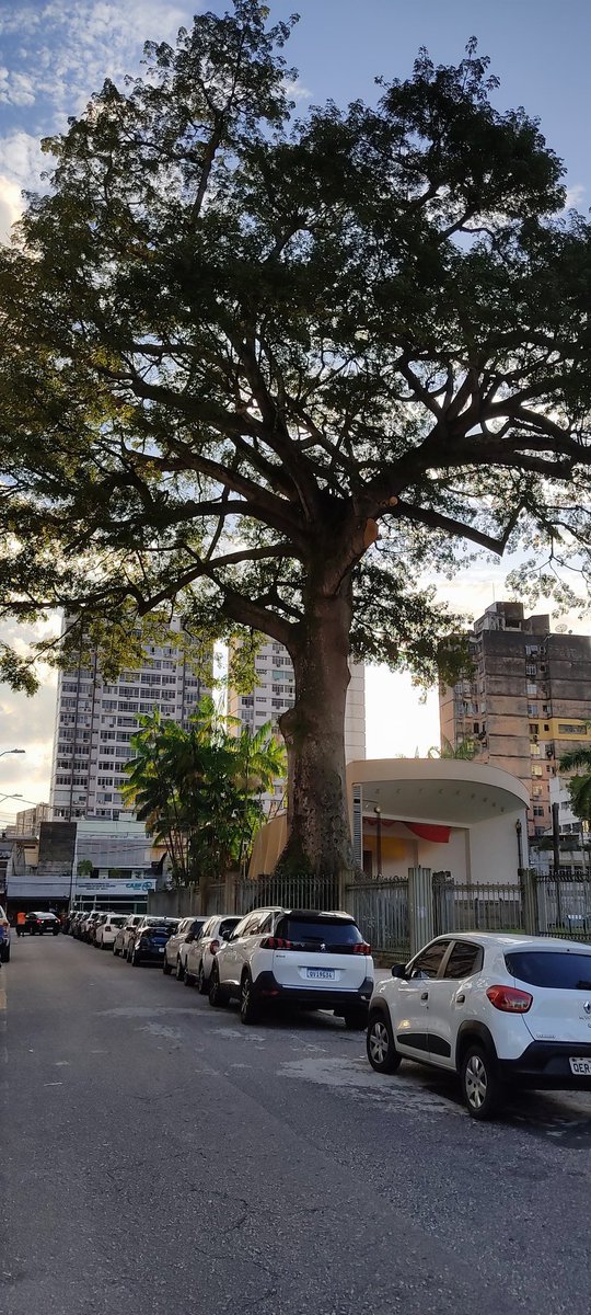 BelemCitty's tweet photo. As Samaumeira de BelémCity. Essa é a belíssima Samaúma em frente a Basílica de Nazaré.
#Cirio
#COP30
#mangueirosa
#belhell https://t.co/qzGDb4LMNr