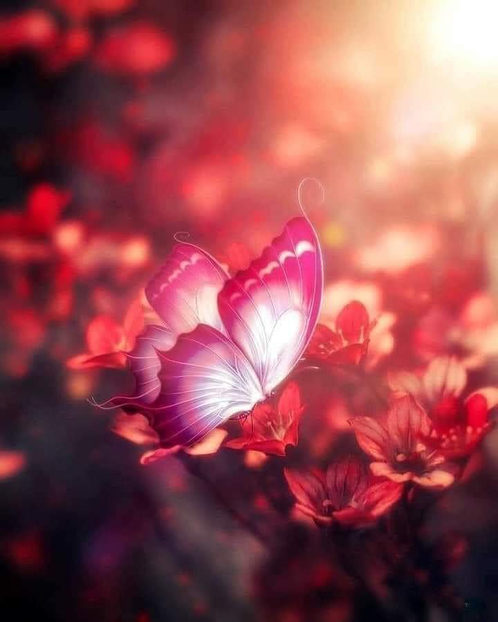 الجمال يلفت الأنظار ، لكن الحنان يلفت القلوب .