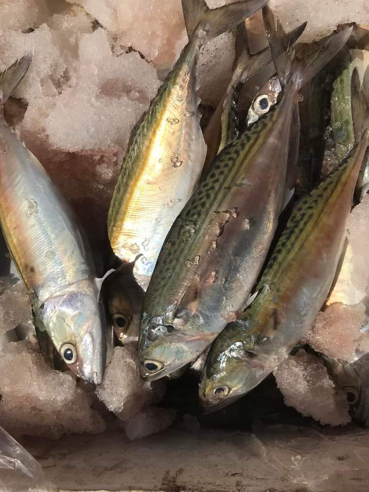 RuslanWulang's tweet photo. Kamis (24/8), Ruslan Umar Wulang, S.Pi Luhkan Kab. Sumba Tengah di KUB Mula Milla Desa Ngadu Mbolu, melaporkan produksi tangkapan ikan Benyamin Keba Lamu ikan kembung 35 Kg, harga Rp. 35.000/Kg alat tangkap pukat lingkar.
#GiatLuhkanSatminkalGONDOL 
#luhlapor 
#SumbaTeng 
#Tangka https://t.co/2GQlOkggqG