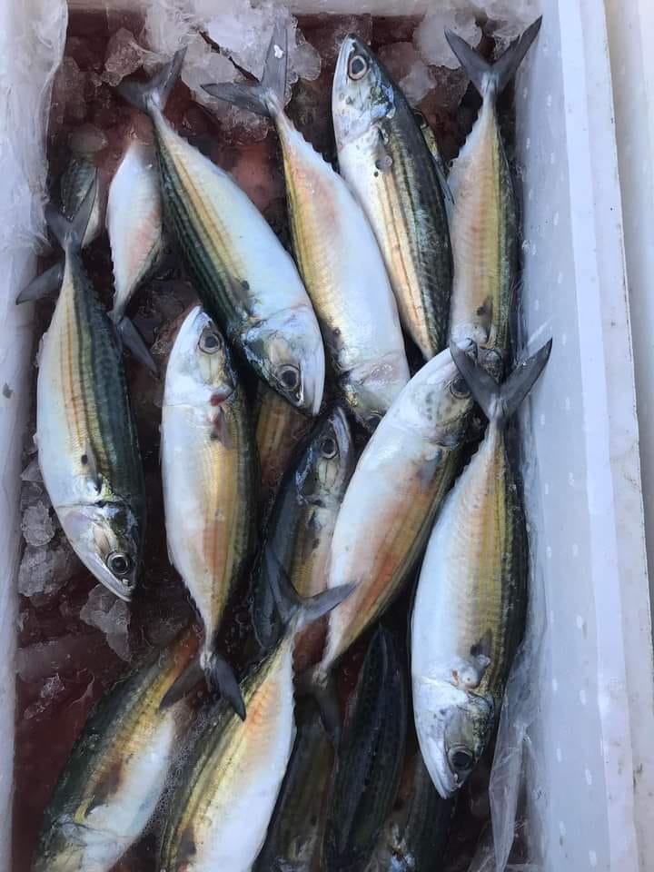 RuslanWulang's tweet photo. Kamis (24/8), Ruslan Umar Wulang, S.Pi Luhkan Kab. Sumba Tengah di KUB Mula Milla Desa Ngadu Mbolu, melaporkan produksi tangkapan ikan Benyamin Keba Lamu ikan kembung 35 Kg, harga Rp. 35.000/Kg alat tangkap pukat lingkar.
#GiatLuhkanSatminkalGONDOL 
#luhlapor 
#SumbaTeng 
#Tangka https://t.co/2GQlOkggqG