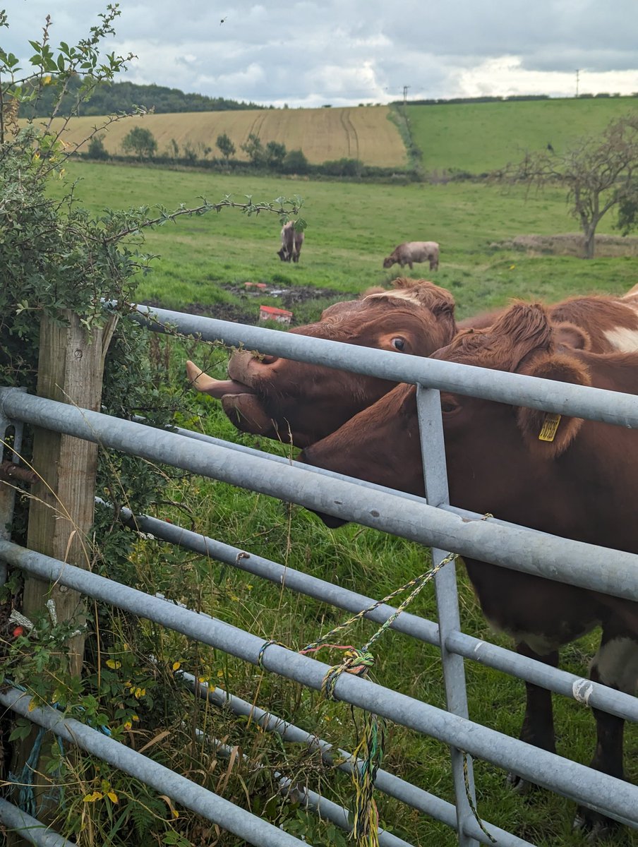 Lauren@WilsonPhotography tweet media