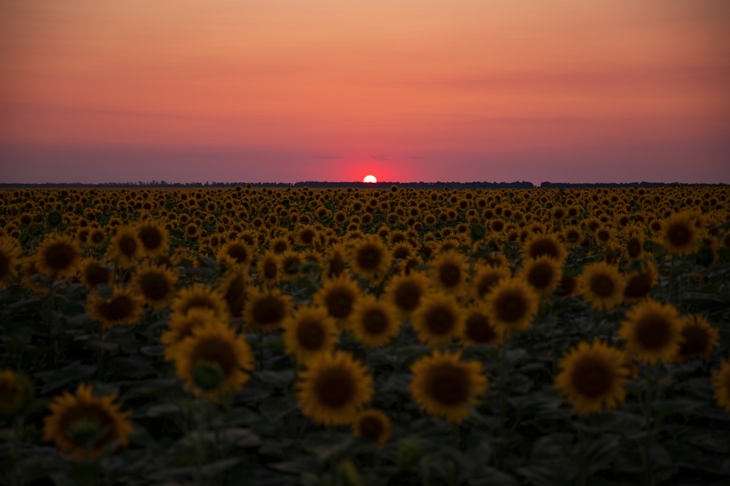 dotART_it's tweet photo. Mythography Pic of the Day

"Sunflowers Field"
by @ Mariya Maslova https://t.co/yz3FWtXakp