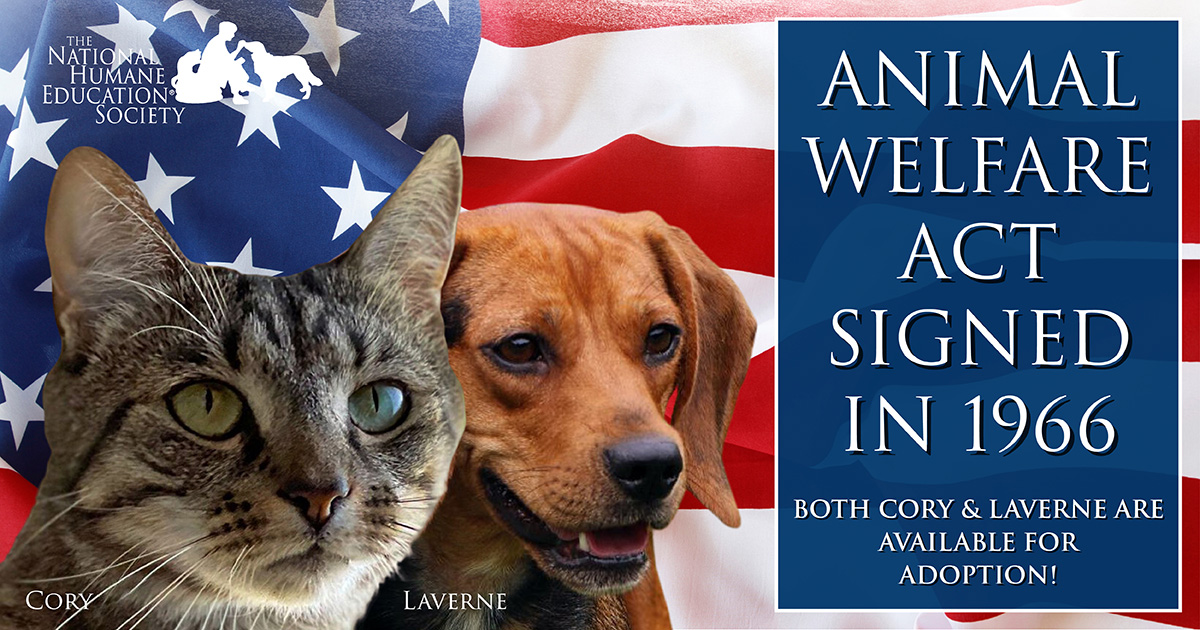 TheNHES's tweet photo. The Animal Welfare Act was enacted 57 years ago today. Initially, it was named the Laboratory Animal Welfare Act and used to regulate animals used in research. Through amendments made since its inception, it sets the minimum standards of care and protection for all animals. https://t.co/7X27V6nMQz
