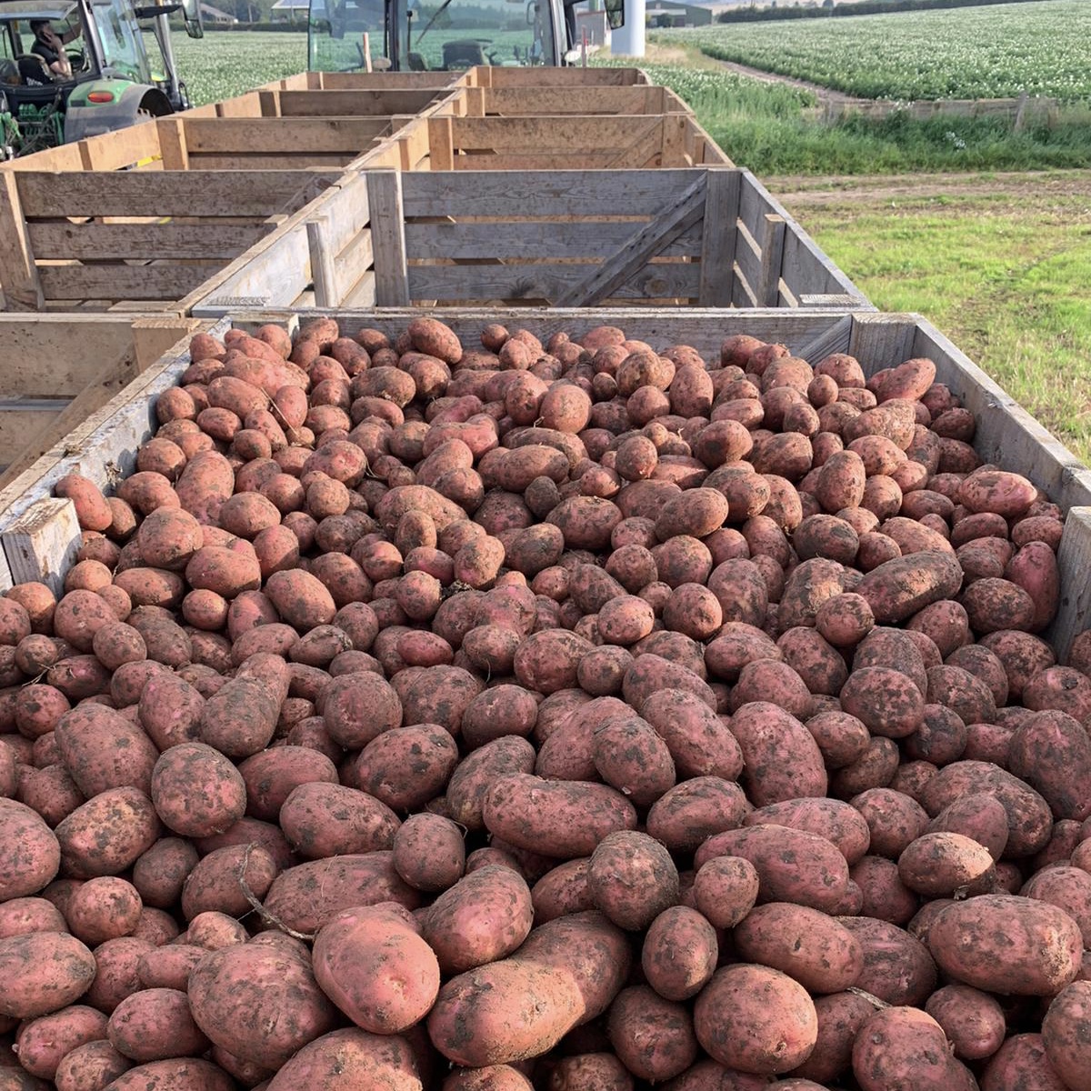 BennettPotatoes's tweet image. Lifting has commenced on this season’s Mozart. 🚜🥔 These beauties will be packed and out for delivery this weekend, ensuring the smoothest field to fork process. 🍽️ Potatoes don’t get much fresher than this! 🙌🏻