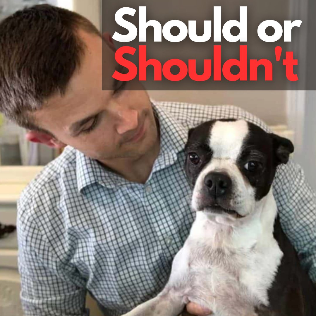 What are some reasons you got a Boston? If you are still trying to decide, here are 12 reasons not to, or this could be twelve reasons you want one 😊 👉 bostonterriersociety.com/reasons-not-to…