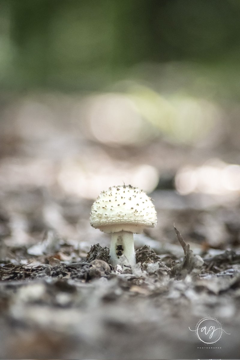 Phot_Aurelien tweet media