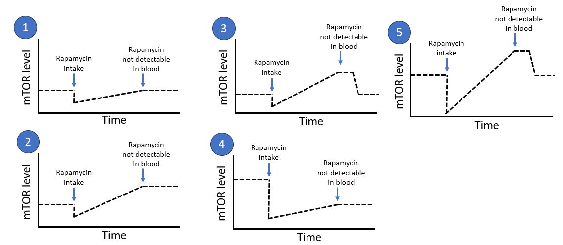 Krister Kauppi - Rapamycin Longevity Lab tweet media