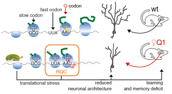 Queuosine-tRNA promotes sex-dependent learning and memory formation by maintaining codon-biased translation elongation speed @francescatuorto and coworkers embopress.org/doi/full/10.15…