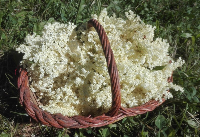 Amb Verd e Blu descobreix les 🌱 plantes que es troben en cada moment de l'any a través d'una sortida de camp guiada per la Sara Arjó.

📍 Val d'Aran
👉 bit.ly/SortidaPlantes…

<a href="/visitpirineus/">PirineusdeCatalunya</a> <a href="/aralleida/">Ara Lleida</a> #flora #naturexperiencecat