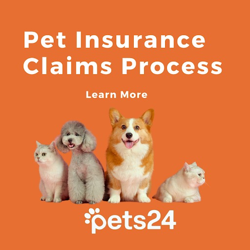 Navigating Pet Insurance Claims: Your Roadmap to Smooth Reimbursements 🐾💼

Accidents happen, but stress doesn't have to! 🐕📝🧾 #PetInsuranceClaims #PeaceOfMindCoverage

🔗 Link: pets24.co.za/blog/pet-insur…