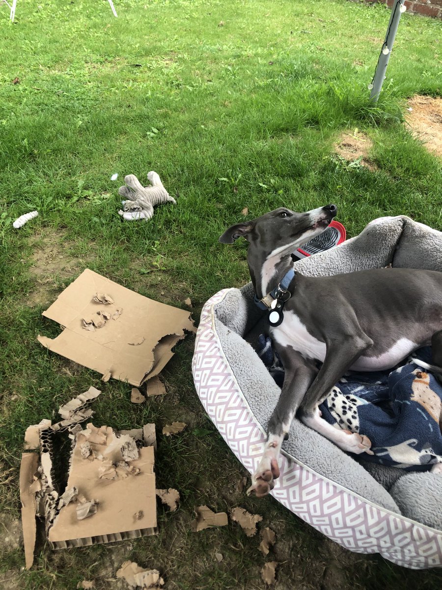 De hoos had some stuff delivered. It came in boxes which I was allowed to play with. Me tore dem up into pieces. Apparently, Hoodad has to pick all de bits up!!❤️❤️❤️🐾🐾❤️🐾❤️❤️🐾❤️