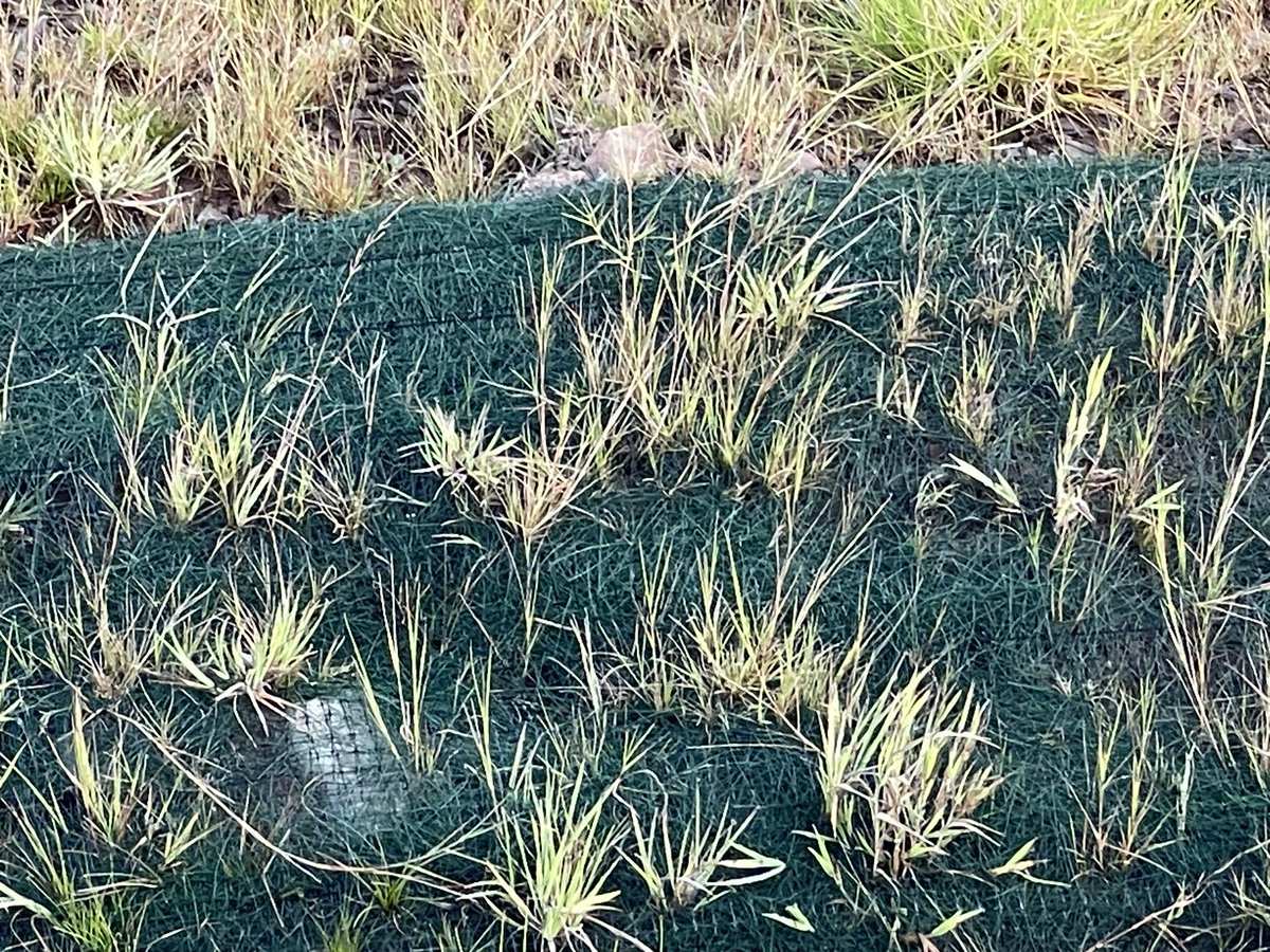 No need to name site or contractor as they were no doubt just doing what was specified. In 2023, is there really any need to be laying 1000’s of metres worth of plastic erosion netting in ditches?! Plenty of other bio-degradable/natural options out there FFS.