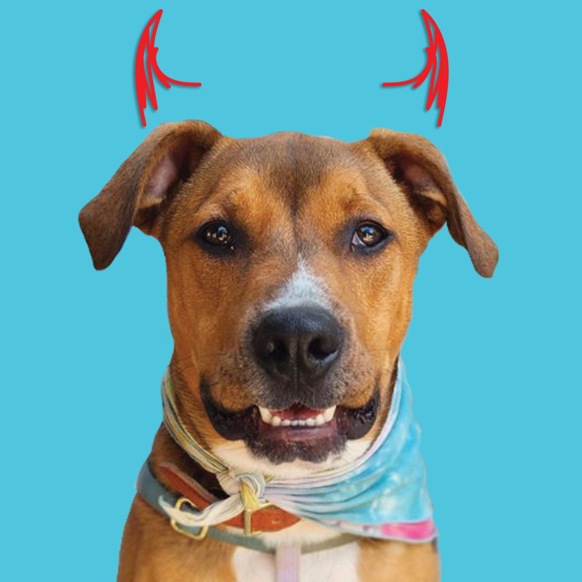 Don’t forget to vote for our little man Robby for Ales for Tales spokes dog! 

gogo.photo/459333
<a href="/MiskatonicBeer/">Miskatonic Brewing</a> @SPAYILLINOIS