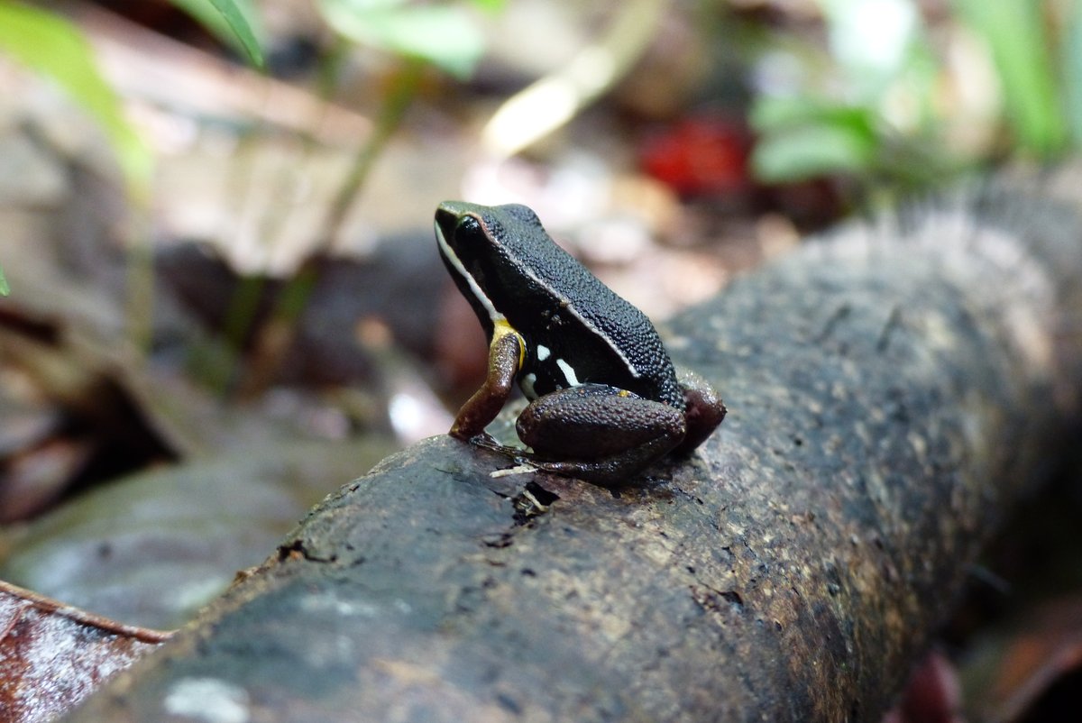 PhD position on behavioural flexibility in poison frogs available! 🐸🌴🧬🔬 Looking forward to your application! ohws.prospective.ch/public/v1/jobs…