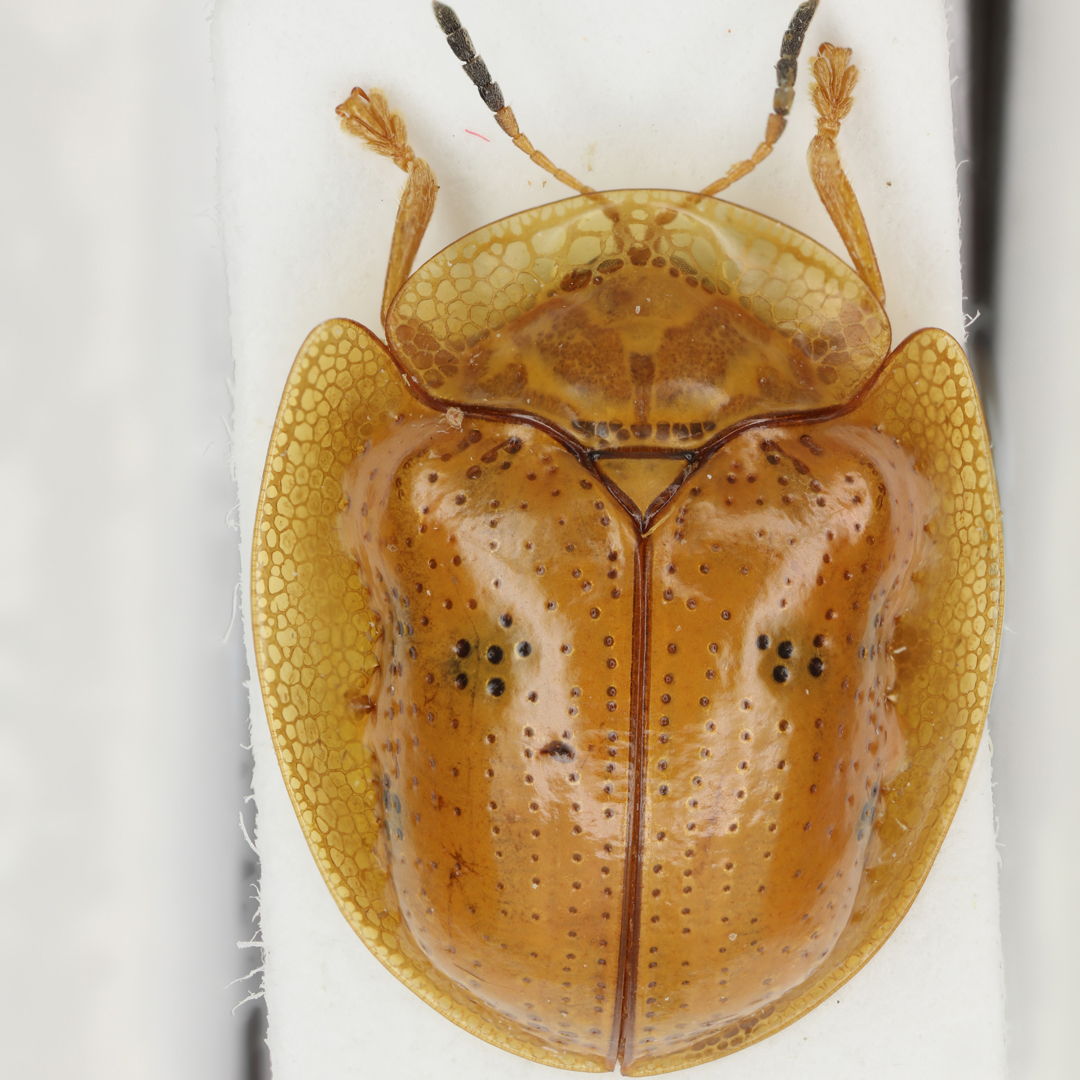 NHM_Digitise's tweet image. The Golden tortoise beetle is a curious looking insect. It looks like a shiny gem when alive, curiously plays dead when disturbed and it feeds on morning glories and bindweeds. 💛 #Charidotellasexpunctata #ColourYellow #YellowWeek #Gold