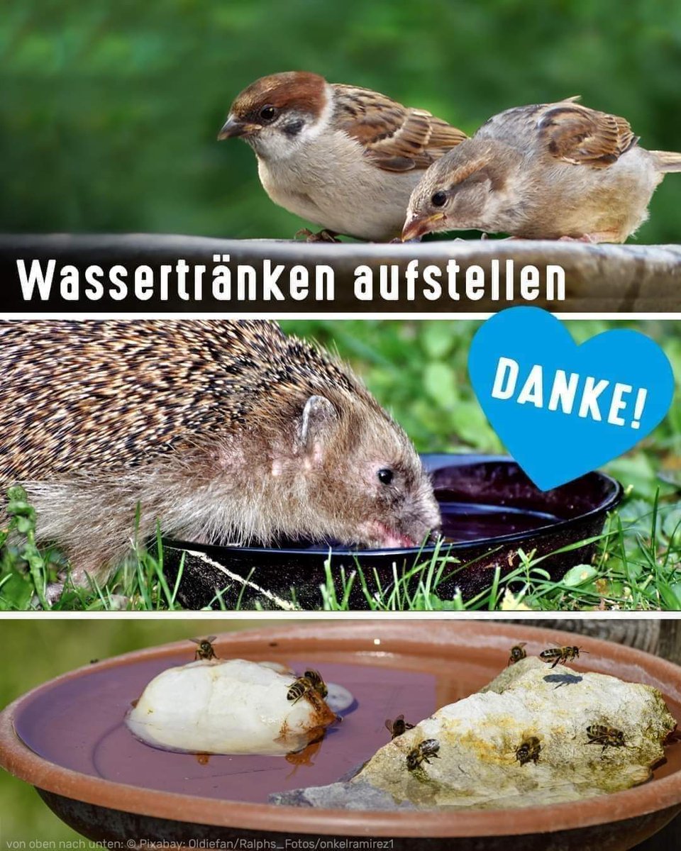 Stellt bitte Wassertränken den Tieren zur Verfügung! Ob groß oder klein sie werden es euch danken und rettet vor dem Verdursten! Bitte kleine Äste, Steine reinlegen, rettet die Insekten vorm Ertrinken!😉