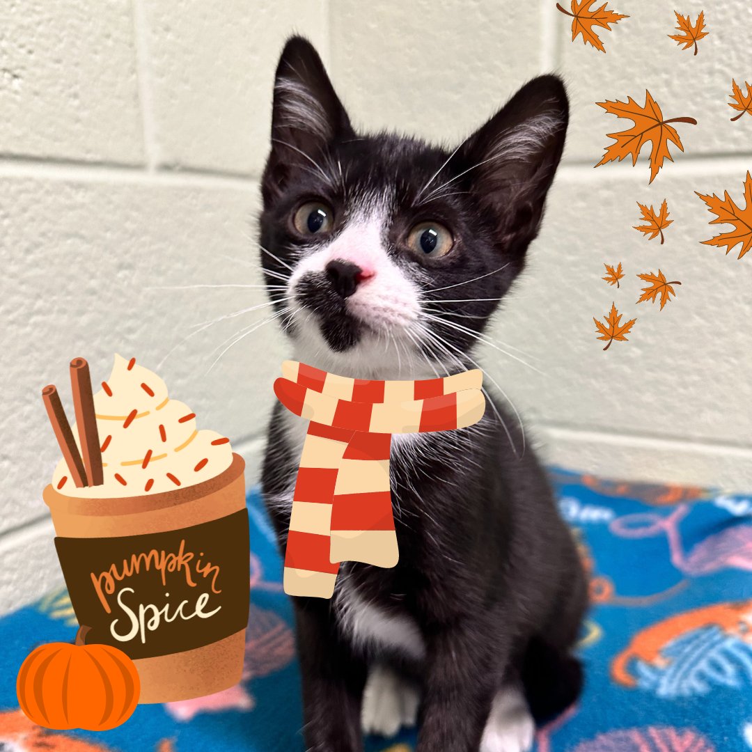 AlexAnimals's tweet photo. We tried to tell them it's too early for PSLs. 🎃 They said they couldn't hear us over the explosion of fantastic fall flavors. 🍂🤷♀️Branwell, Emily, & Charlotte are all available for adoption! #alexanimals #novacats #dmvcats #felv #pumpkinspicelatte #pumpkinspice #starbucks #PSL https://t.co/s4xUBTblvc
