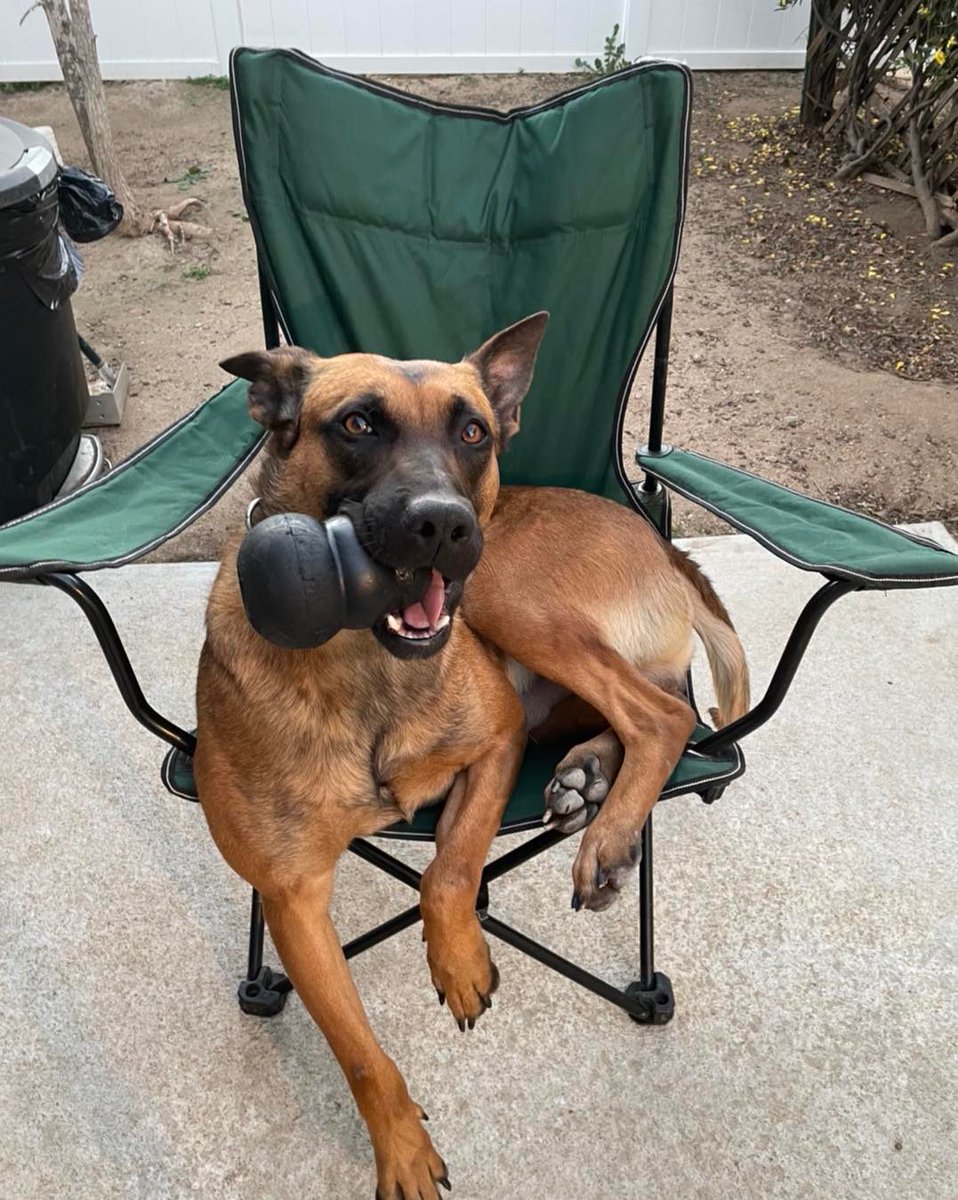 sdpolicefdtn's tweet photo. Hondo has served SDPD's K9 Unit for 3 years. He is a member of the Special Response Canine (SRC) team. Hondo's assistance was requested by SWAT during an almost 30-hour standoff…
https://t.co/lL6ntMiltV
#k9unit #policeservicedog #firearmdetection #SWAT #k9soiree #silversoiree https://t.co/fyoRqxSIxq