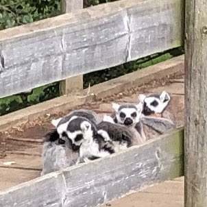 STWA childrens creche tweet media