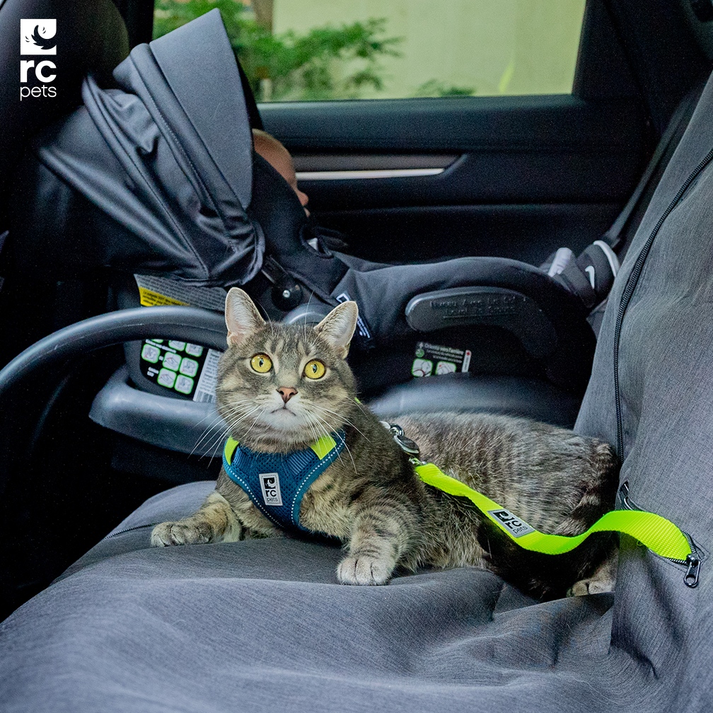 RC Pets tweet media