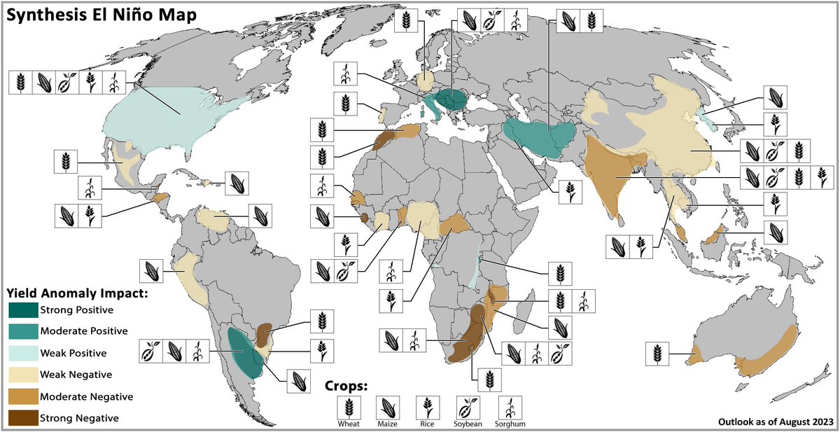 At the global scale, past #ElNiño events are related to #rice yields decreasing by around 0 to 2% from expected levels, and #wheat yields experiencing a slight decline, with highly variable outcomes possible. More details in the Special Report available at cropmonitor.org