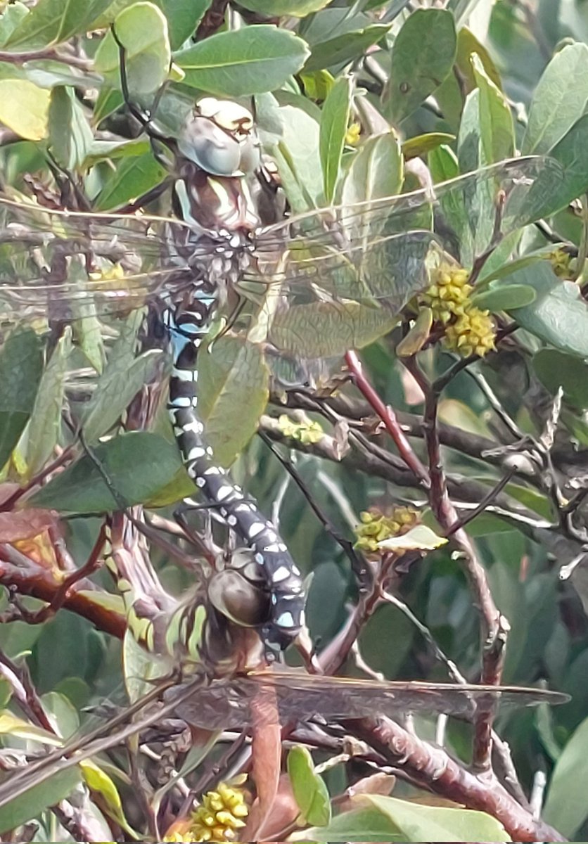 Parende Noordse glazenmakers (Aeshna subarctica). Had ik nog nooit eerder gezien en kwamen we tegen tijdens addertellingen in de #engbertsdijksvenen. 
Een hoogveenspecialist, zeldzaam door zijn specifieke voorkeur voor veenmosvegetaties.