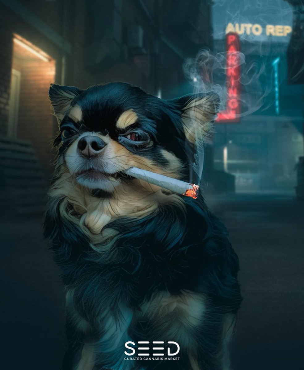 seedyourhead's tweet photo. #HappyNationalDogDay with @oujisotherdad – where even the furriest friends know how to ‘roll’ with the festivities! #HighOnPawsitivity #NationalDogDay #Seedyourhead #seedblog #chichuahua #boston #portland #dogchichuahua https://t.co/jcDjUJ1fbF https://t.co/Dbxwyv1u51