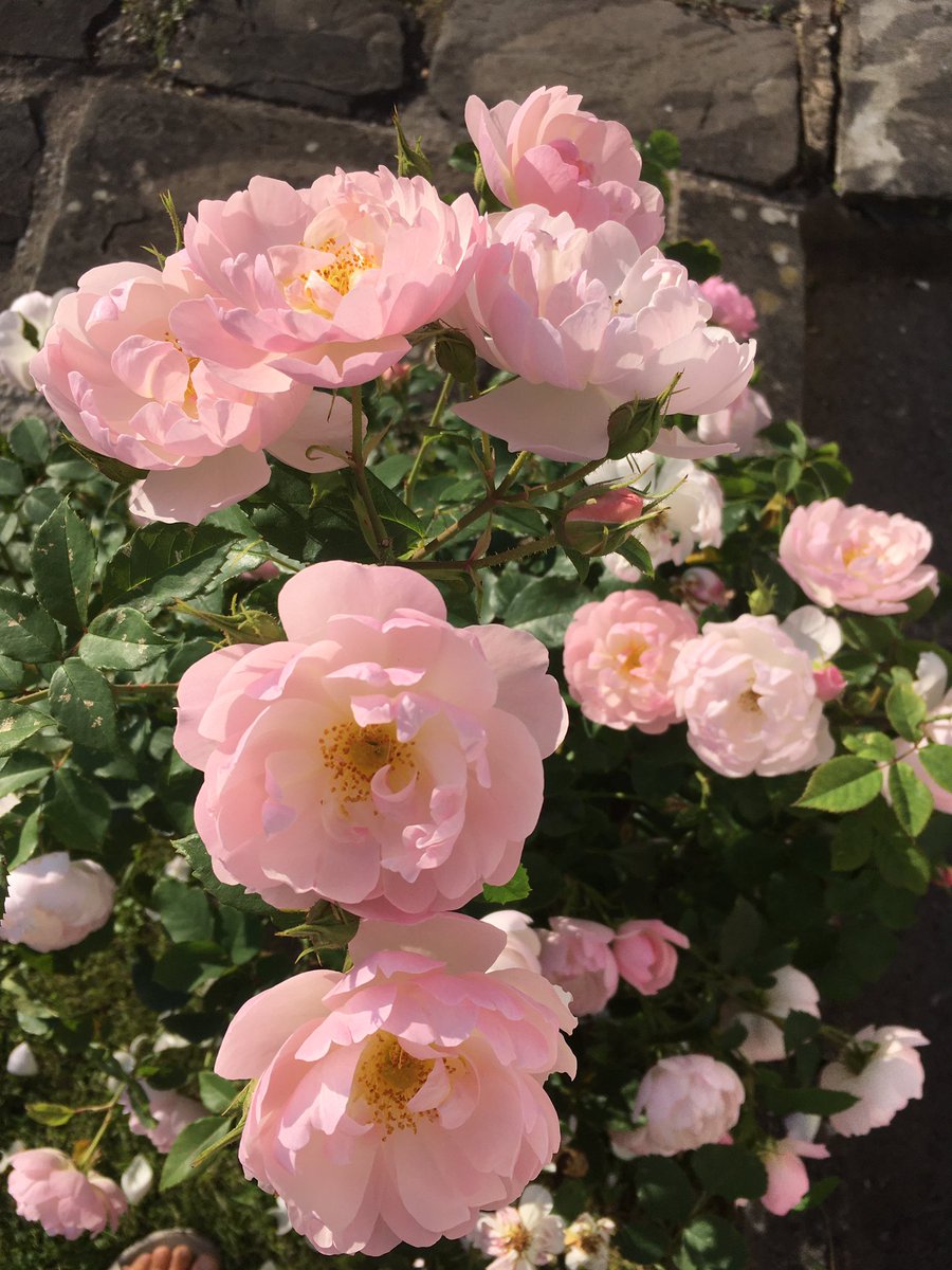 Scarborough Fair is flowering its socks off 🌸💕🌸#NotRoseWednesday #GardeningTwitter #rose