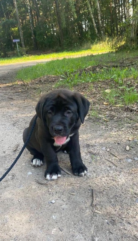 #Łódź Znaleziony w lesie szczeniak, przywiązany do drzewa 🥺 Szuka domu na już ❤️ Prośba o podanie dalej informacji ✉️