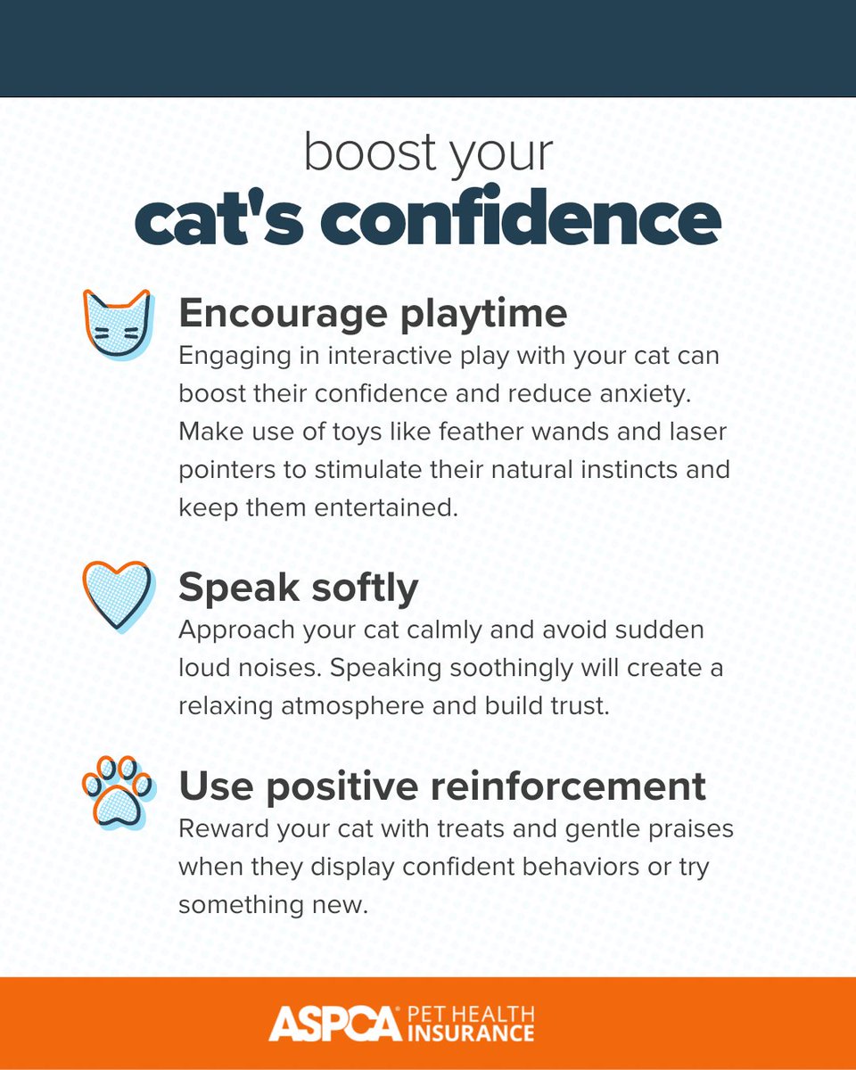 ASPCAPetIns's tweet photo. Read on to discover how you can help your feline friend become more self-assured and playful! https://t.co/hIy3jPaKMU

#CatConfidence #PlaytimeFun #ConfidentCats #CatInsurance #ASPCAPetInsurance https://t.co/1cdXf8gKja