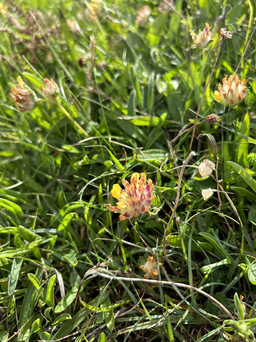 x_samw_x's tweet photo. Some flowers with views on a lovely sunny walk. Cornish marrow, Malva Multiflora, and Kidney vetch, Anthyllis vulneraria, which holds great importance to the small blue butterfly as it’s sole foodplant.  #wildflowerhour #bythesea @BSBIbotany @wildflower_hour https://t.co/O2CwrGGKzI