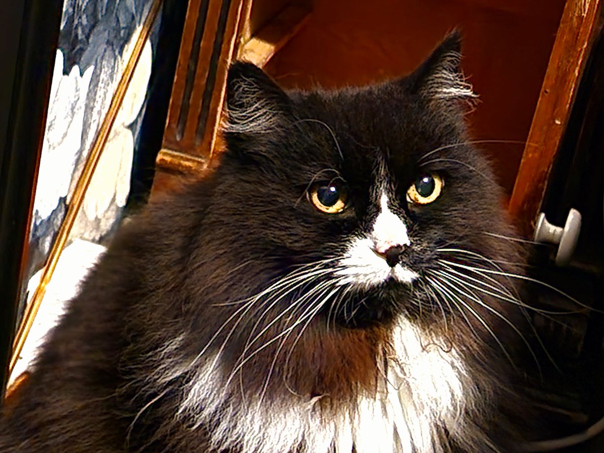 The beautiful and extremely kind Knøtte got a new forever home today, at the opposit part of the country. We are soo glad on behalf of her, - the femsle giant.💖