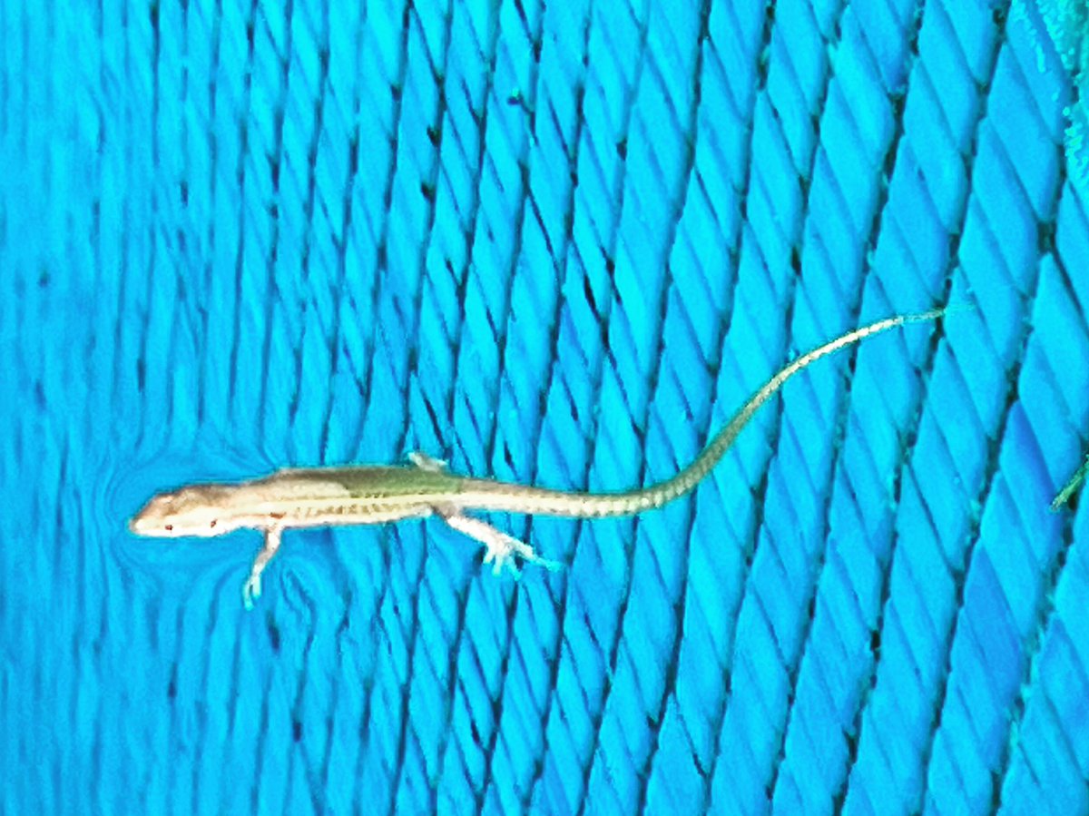 andytheedom's tweet image. Pool guest …