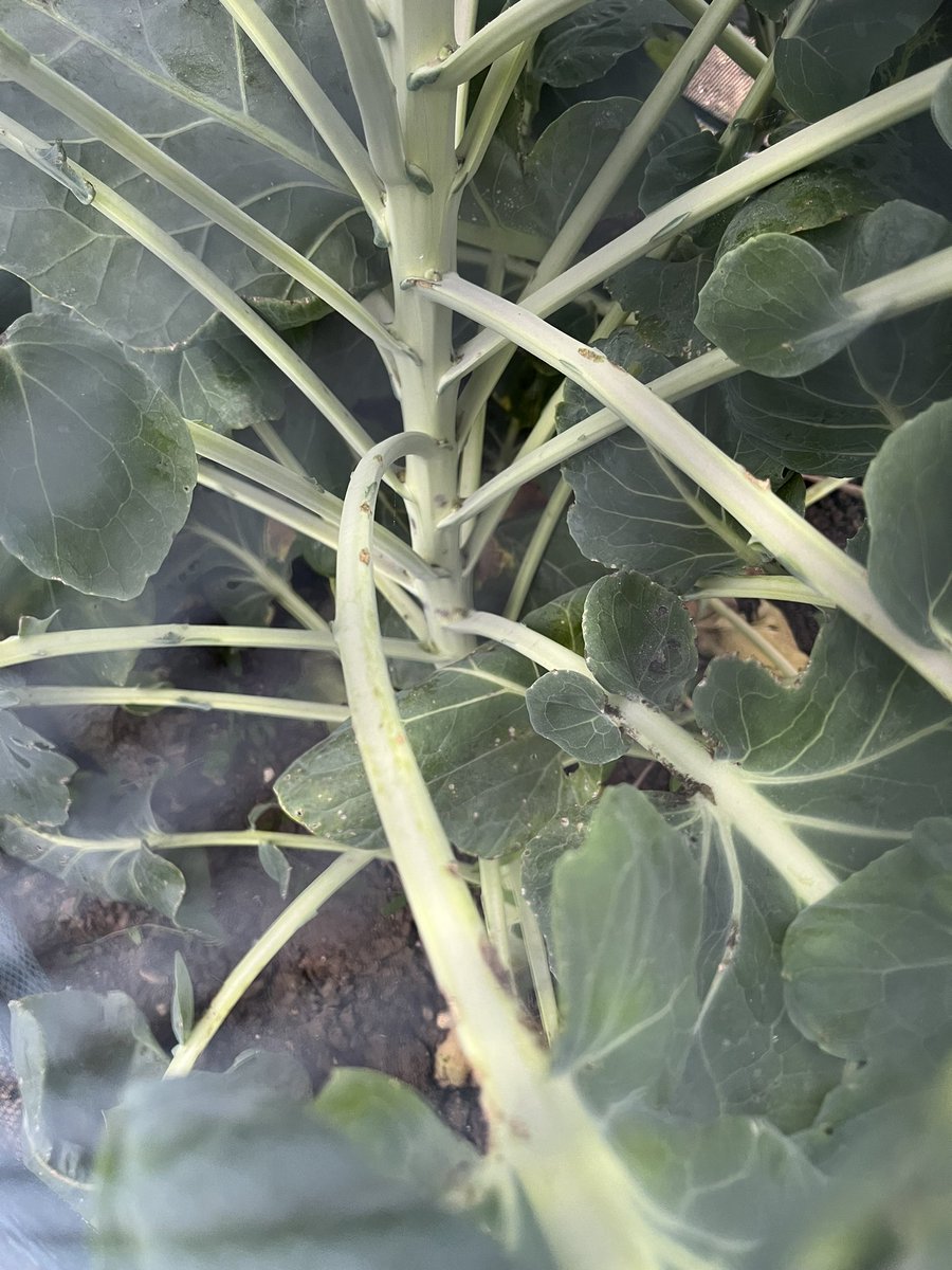allotmentonline's tweet image. The very beginnings of sprouts forming 👌

allotmentonline.co.uk/growing-brusse…

#brusselssprouts #growyourown #allotment #sprouts #brassicas
